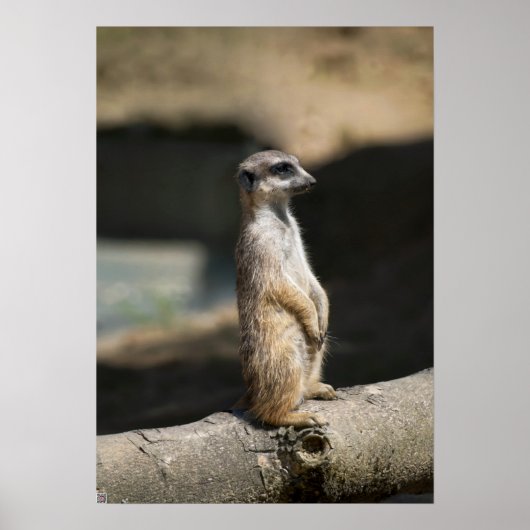 Meerkat Poster (Vorne)