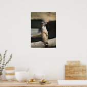 Meerkat Poster (Küche)