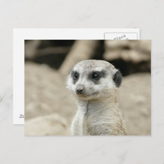 Meerkat Postkarte (Vorne/Hinten)