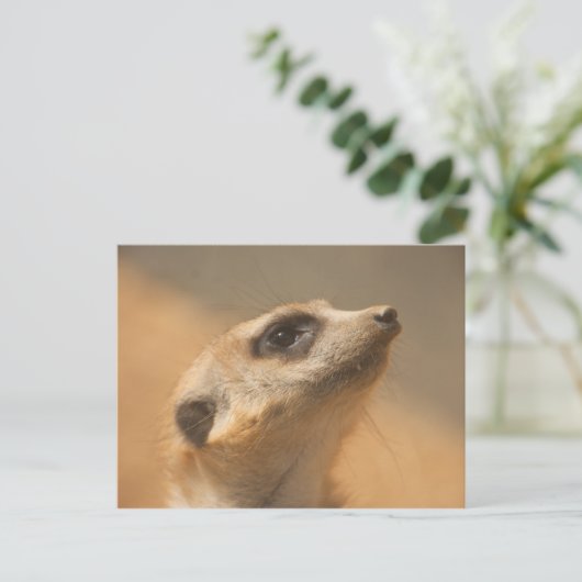 Meerkat Postkarte (Stehend Vorderseite)