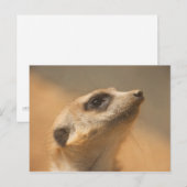 Meerkat Postkarte (Vorne/Hinten)