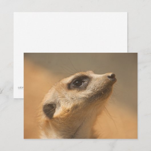 Meerkat Postkarte (Vorne/Hinten)