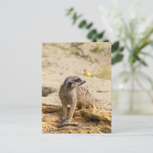Meerkat Postkarte (Stehend Vorderseite)