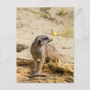 Meerkat Postkarte