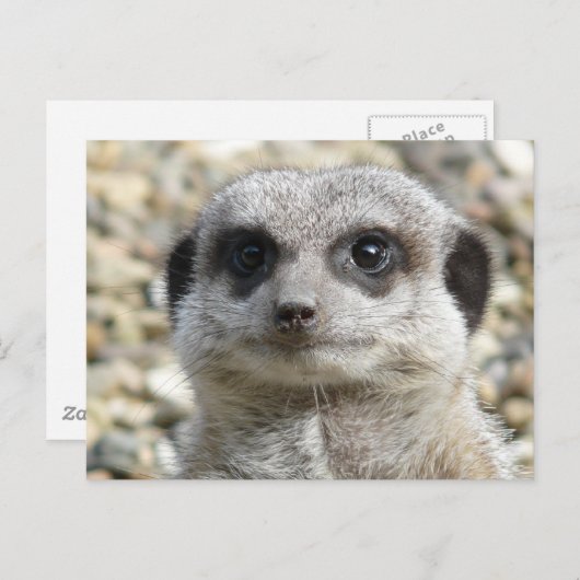 Meerkat Postkarte (Vorne/Hinten)
