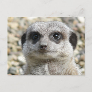 Meerkat Postkarte
