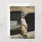 Meerkat Postkarte (Vorne/Hinten)