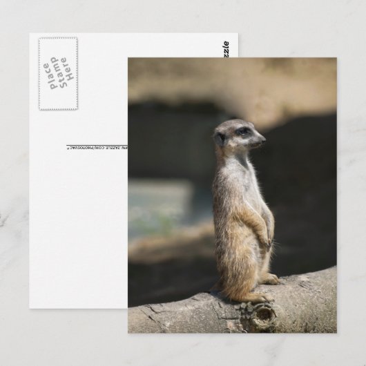 Meerkat Postkarte (Vorne/Hinten)