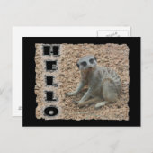 Meerkat Postkarte (Vorne/Hinten)