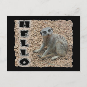 Meerkat Postkarte