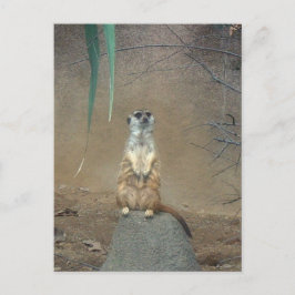 Meerkat Postkarte