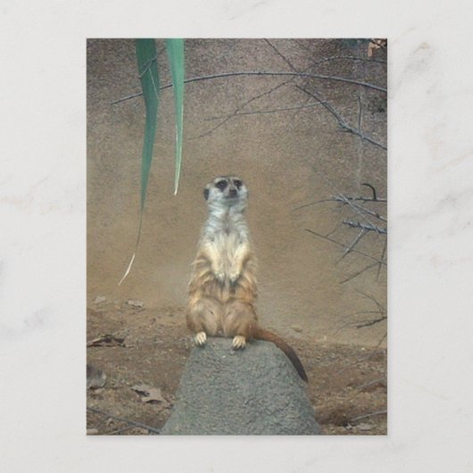 Meerkat Postkarte (Vorderseite)
