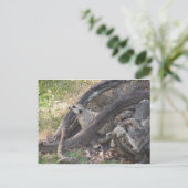 Meerkat Postkarte (Stehend Vorderseite)