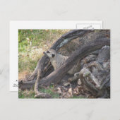 Meerkat Postkarte (Vorne/Hinten)