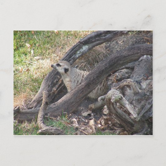 Meerkat Postkarte (Vorderseite)