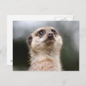 Meerkat Postkarte (Vorne/Hinten)