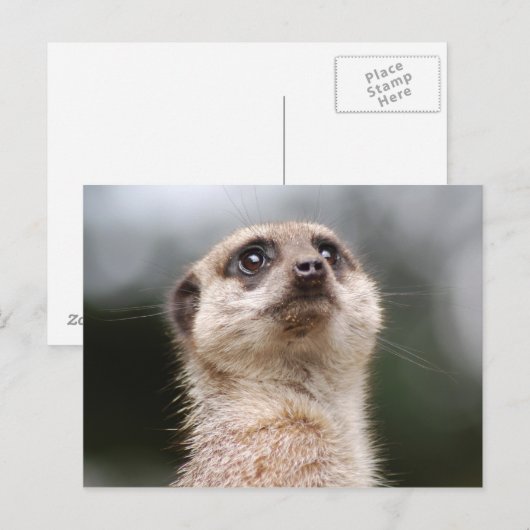 Meerkat Postkarte (Vorne/Hinten)