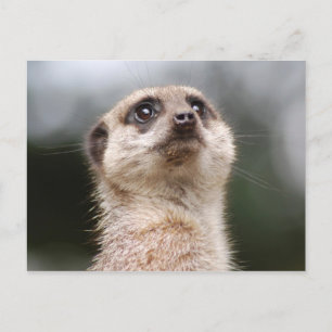Meerkat Postkarte