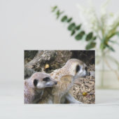 Meerkat Postkarte (Stehend Vorderseite)