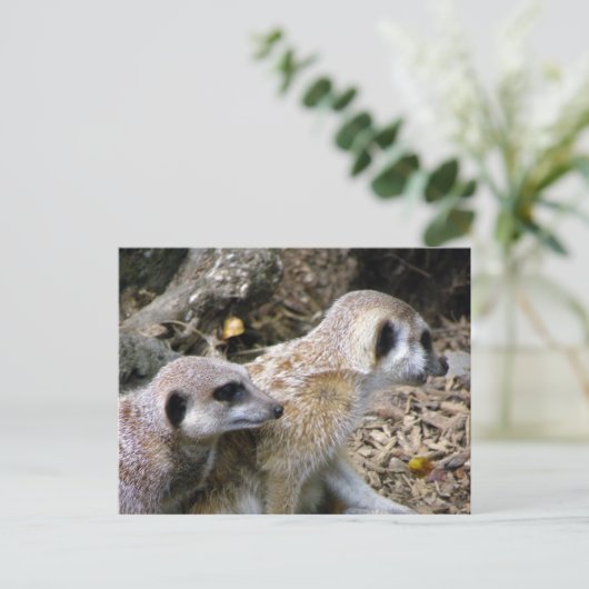 Meerkat Postkarte (Stehend Vorderseite)