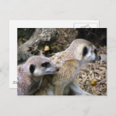 Meerkat Postkarte (Vorne/Hinten)
