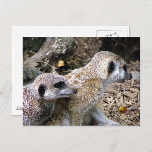 Meerkat Postkarte (Vorne/Hinten)