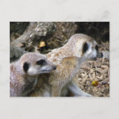 Meerkat Postkarte (Vorderseite)