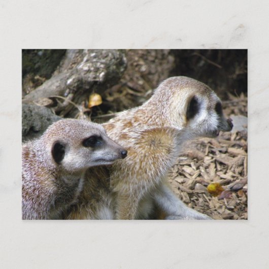 Meerkat Postkarte (Vorderseite)