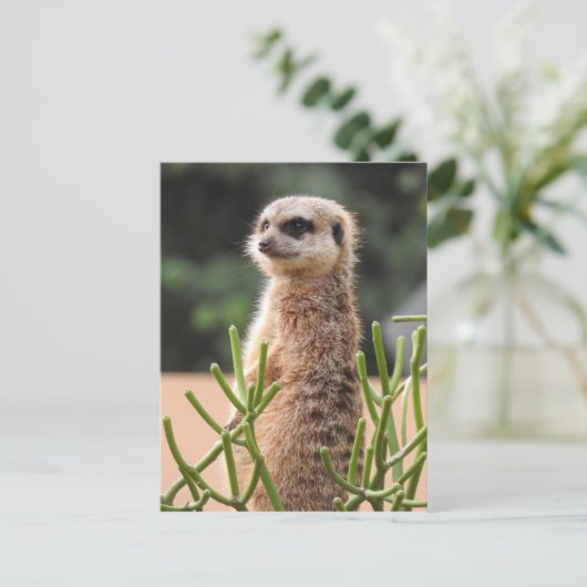 Meerkat Postkarte (Stehend Vorderseite)