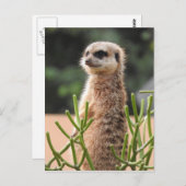 Meerkat Postkarte (Vorne/Hinten)