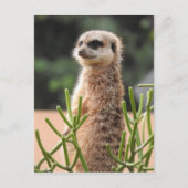 Meerkat Postkarte (Vorderseite)