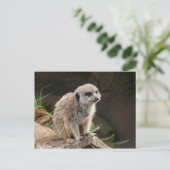 Meerkat Postkarte (Stehend Vorderseite)
