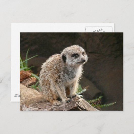 Meerkat Postkarte (Vorne/Hinten)