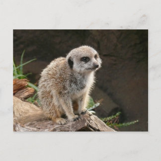 Meerkat Postkarte