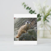 Meerkat Postkarte (Stehend Vorderseite)