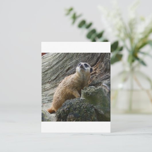 Meerkat Postkarte (Stehend Vorderseite)