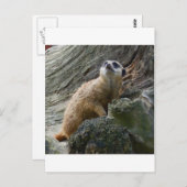 Meerkat Postkarte (Vorne/Hinten)