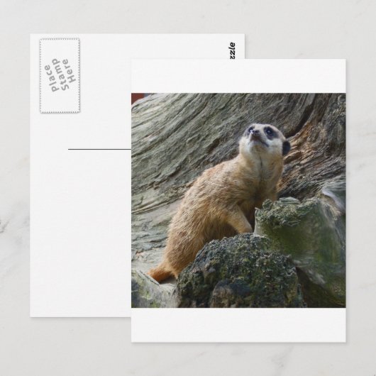 Meerkat Postkarte (Vorne/Hinten)
