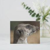 Meerkat Postkarte (Stehend Vorderseite)