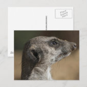 Meerkat Postkarte (Vorne/Hinten)