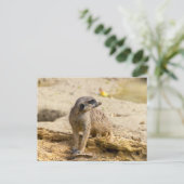 Meerkat Postkarte (Stehend Vorderseite)