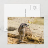 Meerkat Postkarte (Vorne/Hinten)