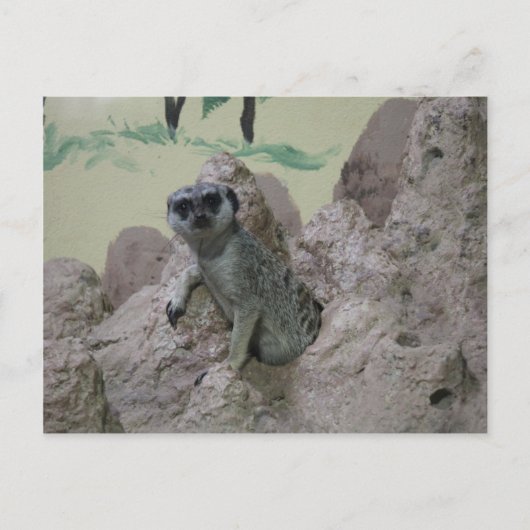 Meerkat Postkarte (Vorderseite)