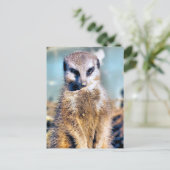 MEERKAT POSTKARTE (Stehend Vorderseite)