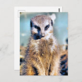 MEERKAT POSTKARTE (Vorne/Hinten)