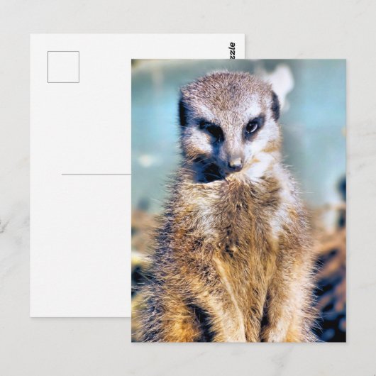 MEERKAT POSTKARTE (Vorne/Hinten)