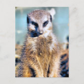 MEERKAT POSTKARTE (Vorderseite)