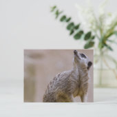 meerkat postkarte (Stehend Vorderseite)