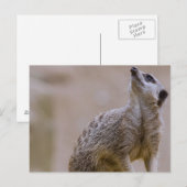 meerkat postkarte (Vorne/Hinten)