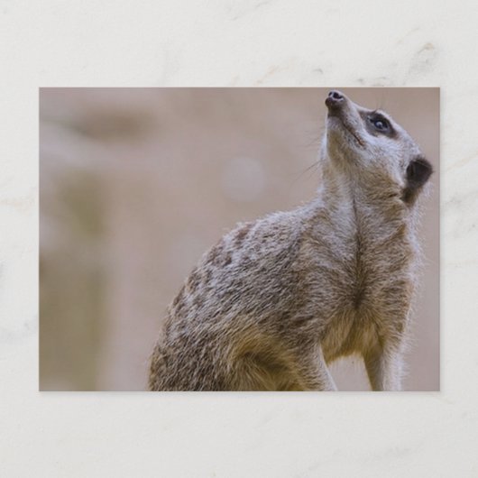 meerkat postkarte (Vorderseite)